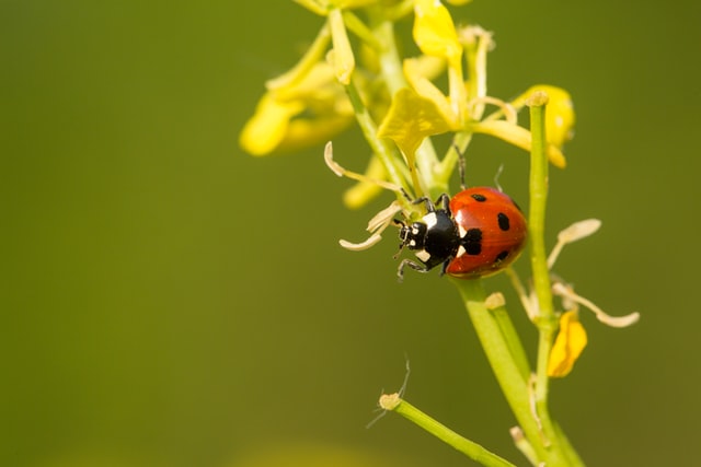 di cosa si nutrono le coccinelle