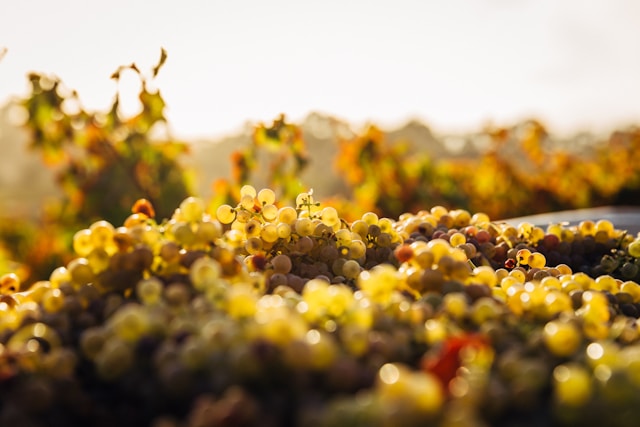 vendemmia in toscana