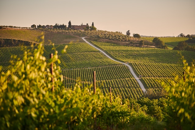 viticoltura toscana